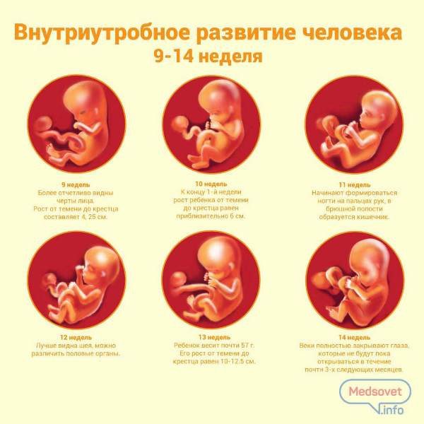 Развитие ребенка в утробе матери - причины, диагностика и лечение