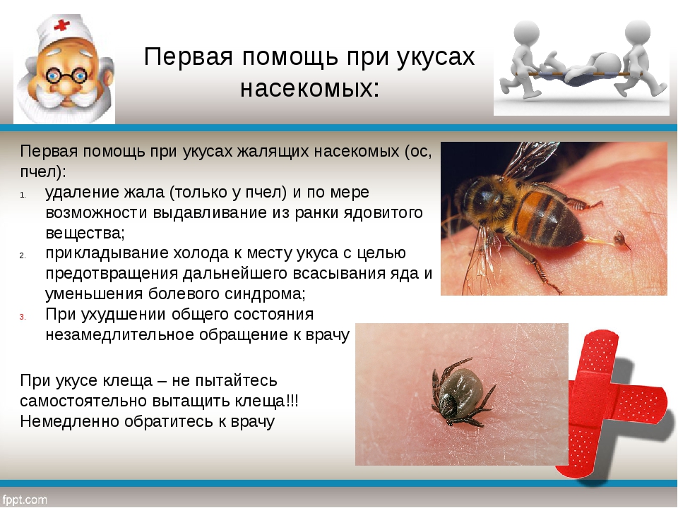 Укусы насекомых | курсы первой помощи