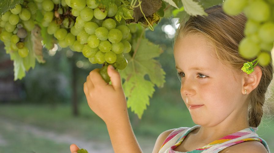 Можно ли годовалому ребёнку виноград: не принесёт ли вреда