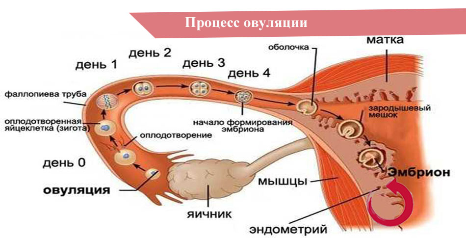 План по оплодотворению всех девушек