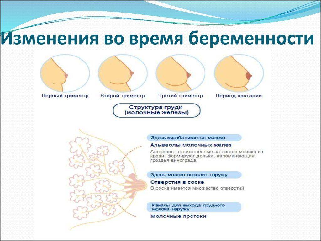 Болит грудь при лактации