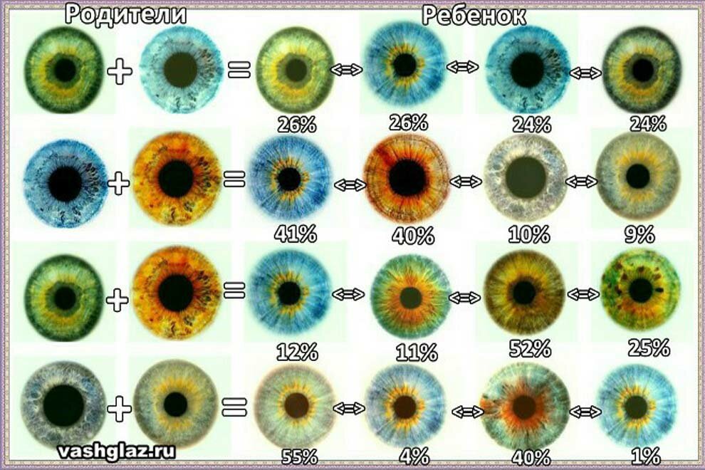 Какой процент глаз. Цвет глаз ребенка по родителям таблица. Таблица определения цвета глаз у ребенка от родителей. У отца глаза зеленые у мамы карие какие будут у ребенка таблица. У отца голубые глаза у матери карие какие будут у ребенка таблица.
