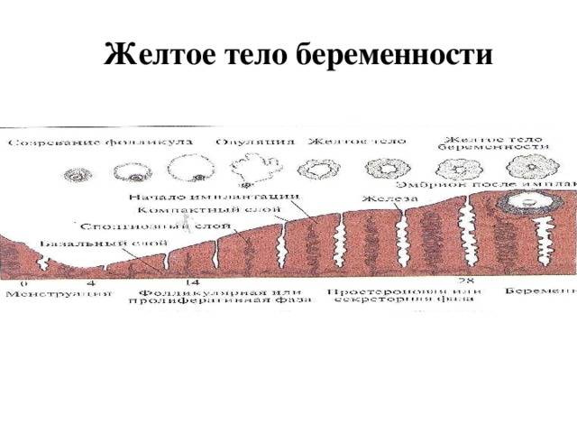 Недостаточность желтого тела