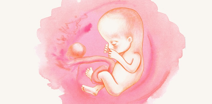 Плод на 13 неделя беременности (16 фото): что происходит с малышом и как он выглядит, размер ребенка и его пол, развитие на 13 акушерской неделе