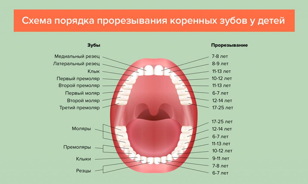 Детское развитие: когда режутся первые зубки и сколько их должно появиться