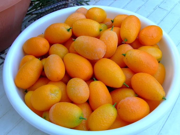 Сушеные цитрусовые. кумкват – это что за фрукт, фото, польза и вред
