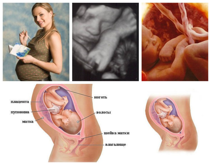 32 неделя беременности: что происходит с мамой и малышом, как развивается плод?
