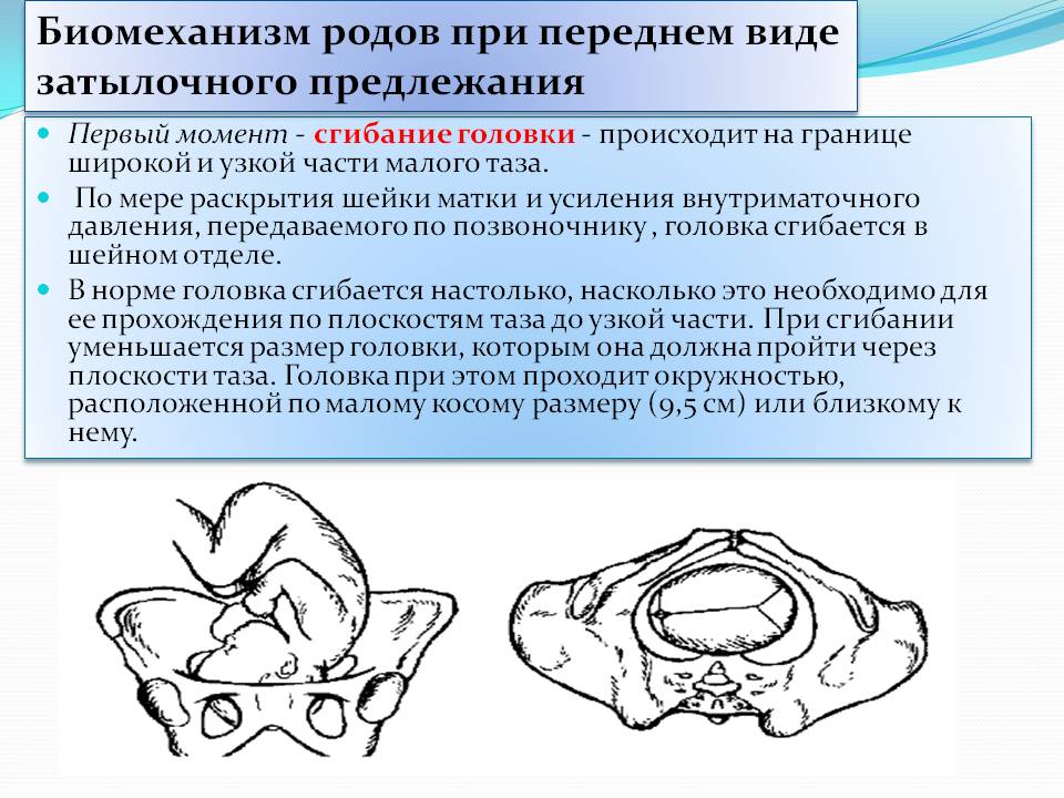 Презентация головка плода