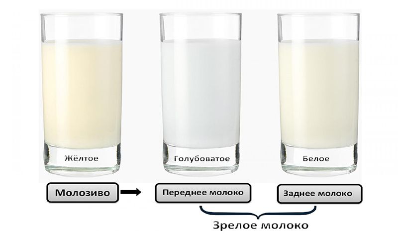 Какого цвета должно быть грудное молоко?