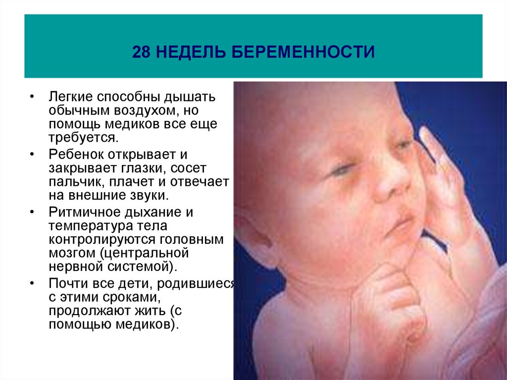 28 неделя беременности. календарь беременности   | материнство - беременность, роды, питание, воспитание