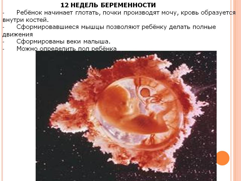 12 недель и 6 дней. 12 Недель беременности. Плод на 12 неделе беременности. Размер ребенка на 12 неделе. Размер зародыша в 12 недель.