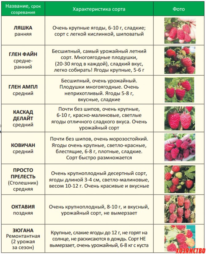 Когда можно давать ребенку ежевику. какие ягоды можно давать ребенку и с какого возраста