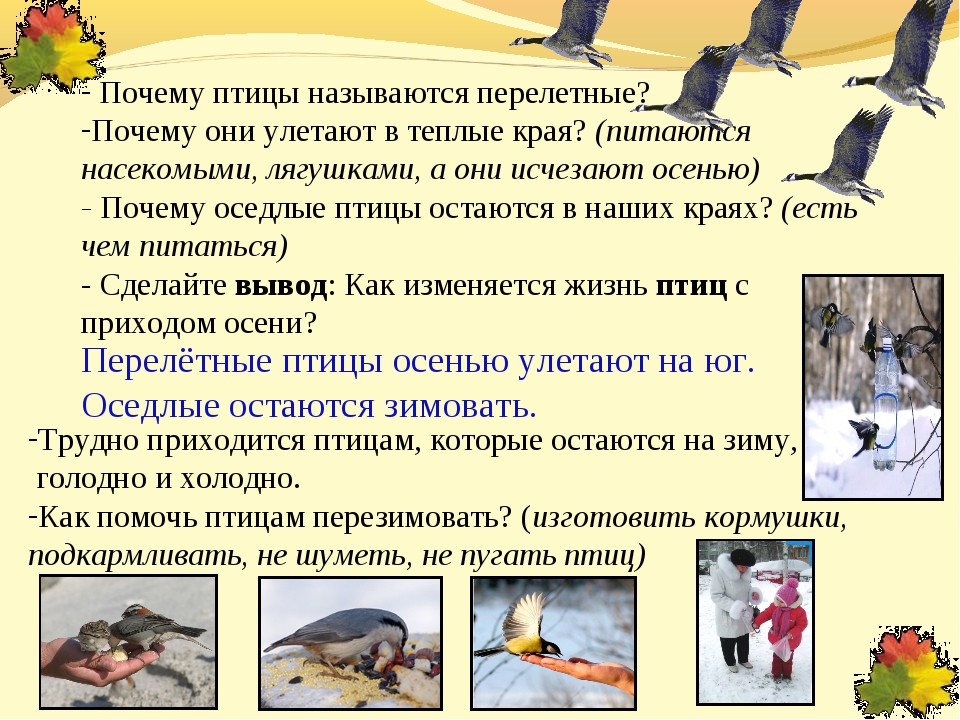 Исследовательский проект в старшей группе "почему птицы улетают на юг."  - "академия педагогических проектов российской федерации"
