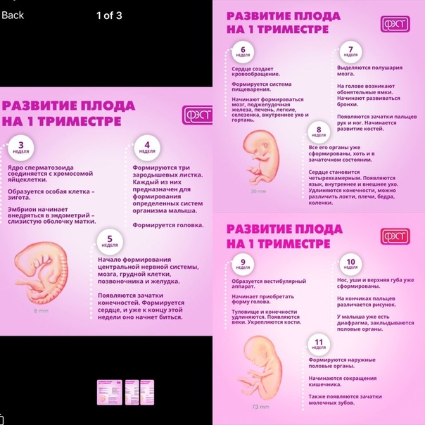 Календарь беременности. 24-я акушерская неделя