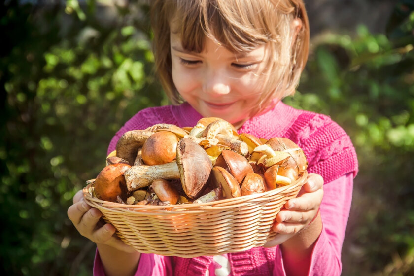 Можно ли грибы детям? мифы и правда о грибах