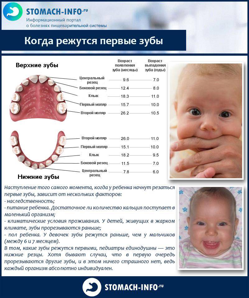 Зубы у новорожденных таблица во сколько месяцев