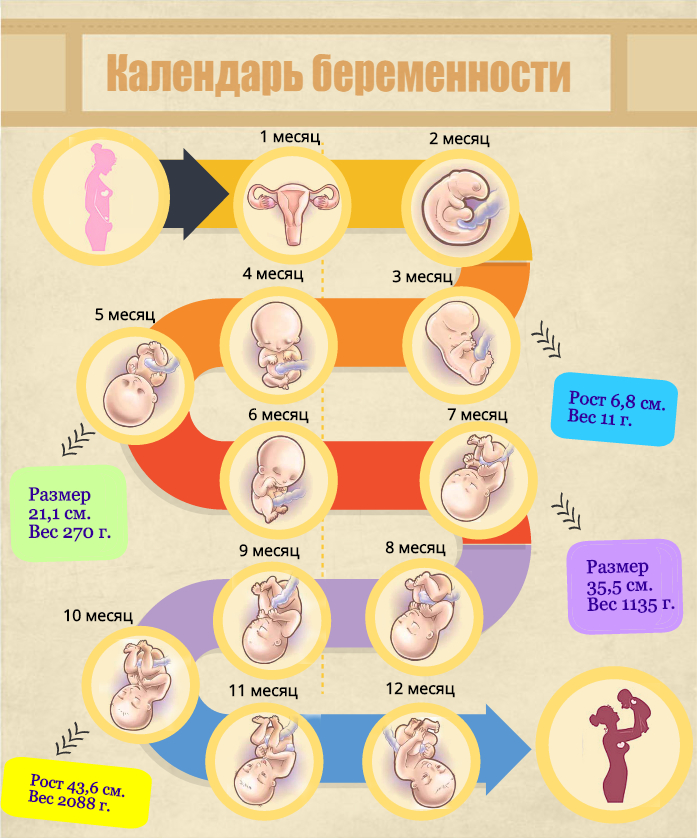 Концепция четвертого триместра беременности:  понятие, помощь ребенку и маме