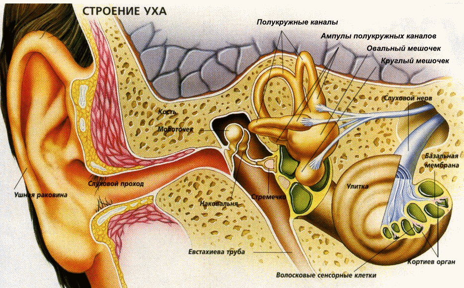 Анатомия уха презентация лор