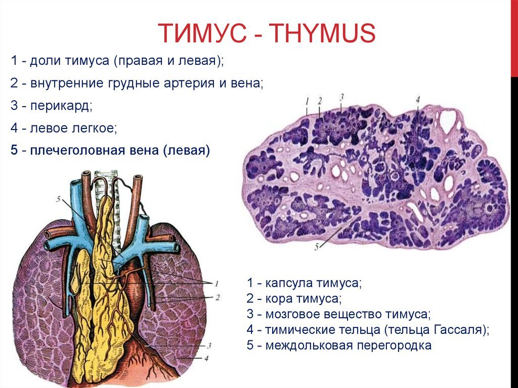 Тимус – что это? роль тимуса на первому году жизни ребенка | медицинский центр «президент-мед»