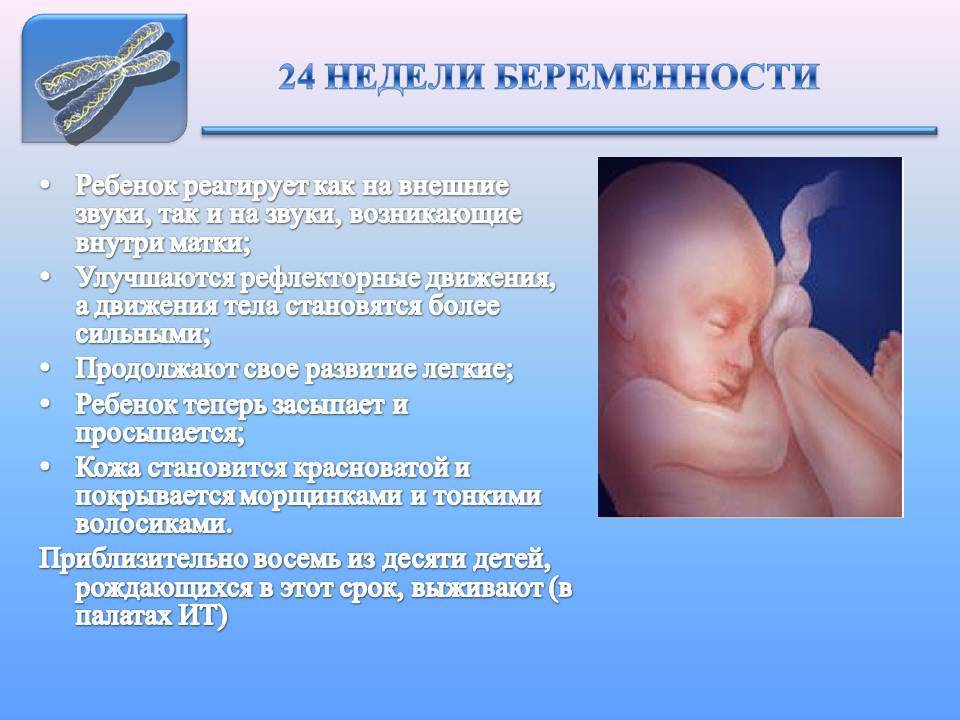 24 неделя беременности. календарь беременности   | материнство - беременность, роды, питание, воспитание