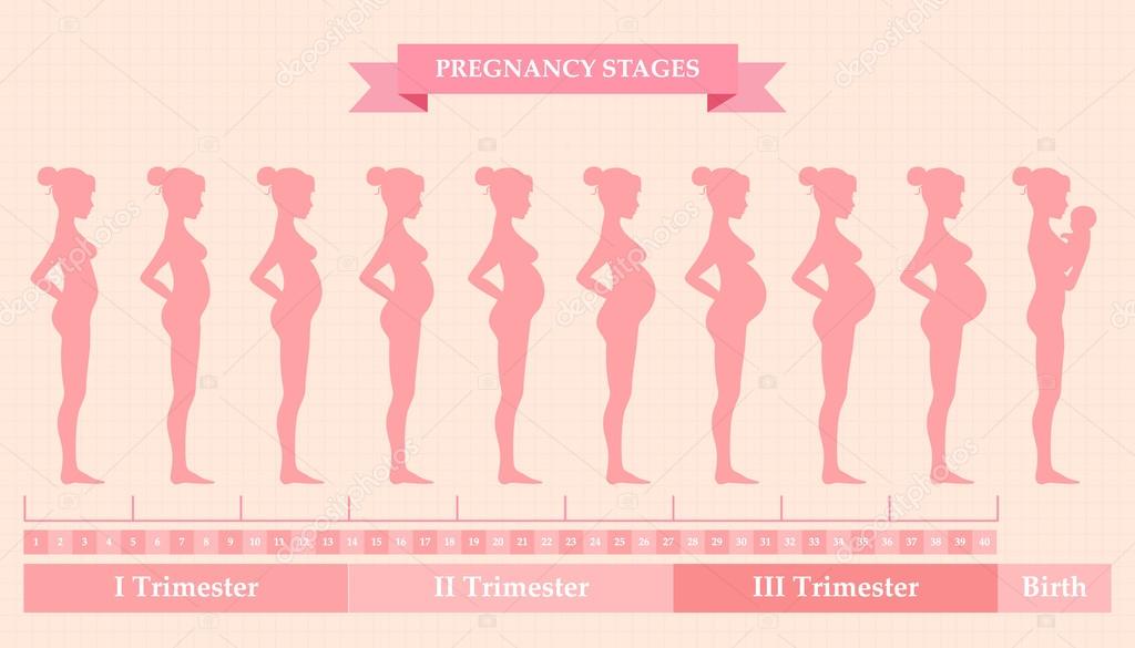 Сколько акушерских недель длится беременность у женщин
