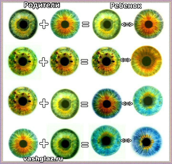 Когда меняется цвет глаз у новорожденных на постоянный и от чего зависит, можно ли спрогнозировать
