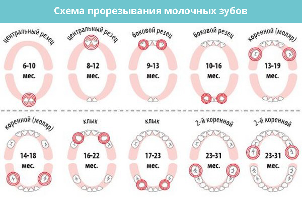 Первые зубы у младенцев — симптомы, порядок прорезывания и когда именно начинают резаться зубки (85 фото) |