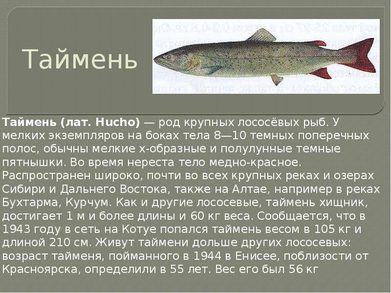 Во сколько можно давать рыбу малышу: когда и какую рыбу начинать давать ребенку • твоя семья - информационный семейный портал