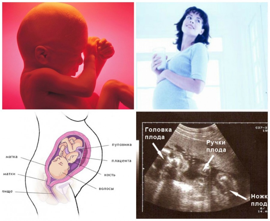 Подробно о 24 неделе беременности: что происходит, ощущения, шевеления, развитие плода, фото, видео    - календарь беременности