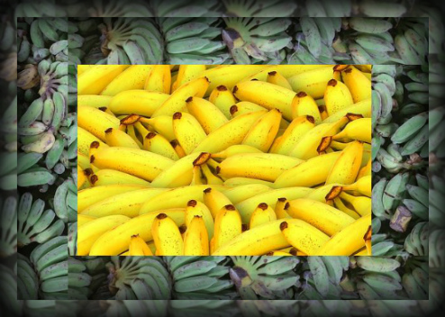 Бананы при грудном вскармливании: можно ли есть, в первый месяц, во второй месяц, сушеные, отзывы