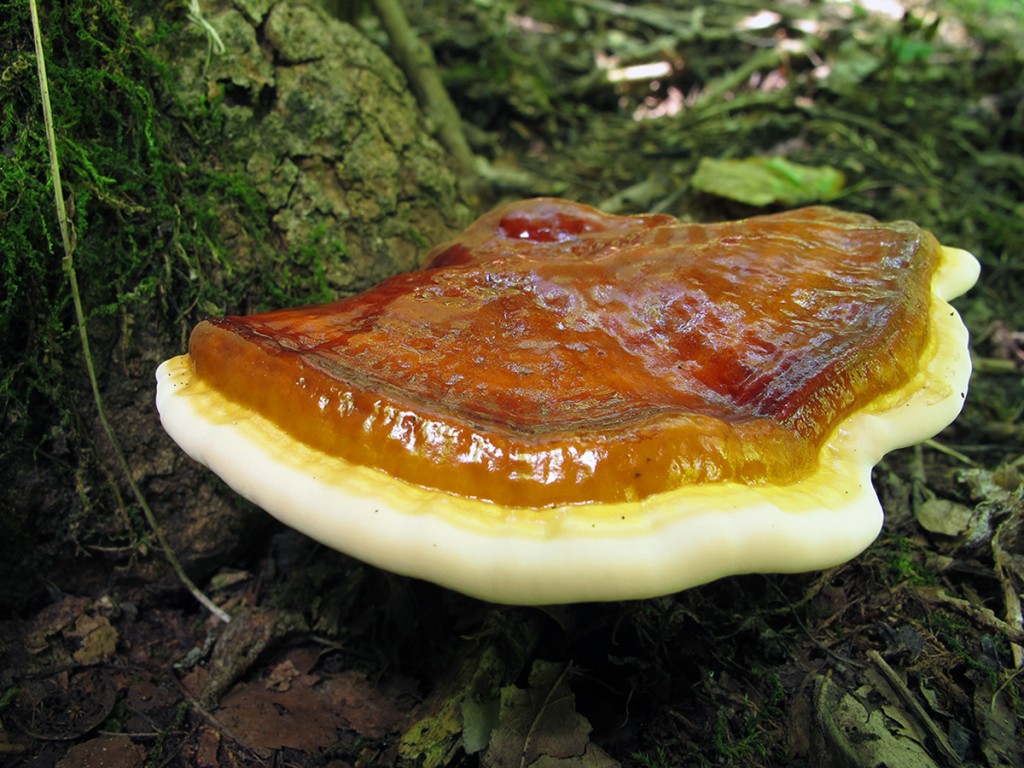 Лечебные свойства и противопоказания гриба рейши