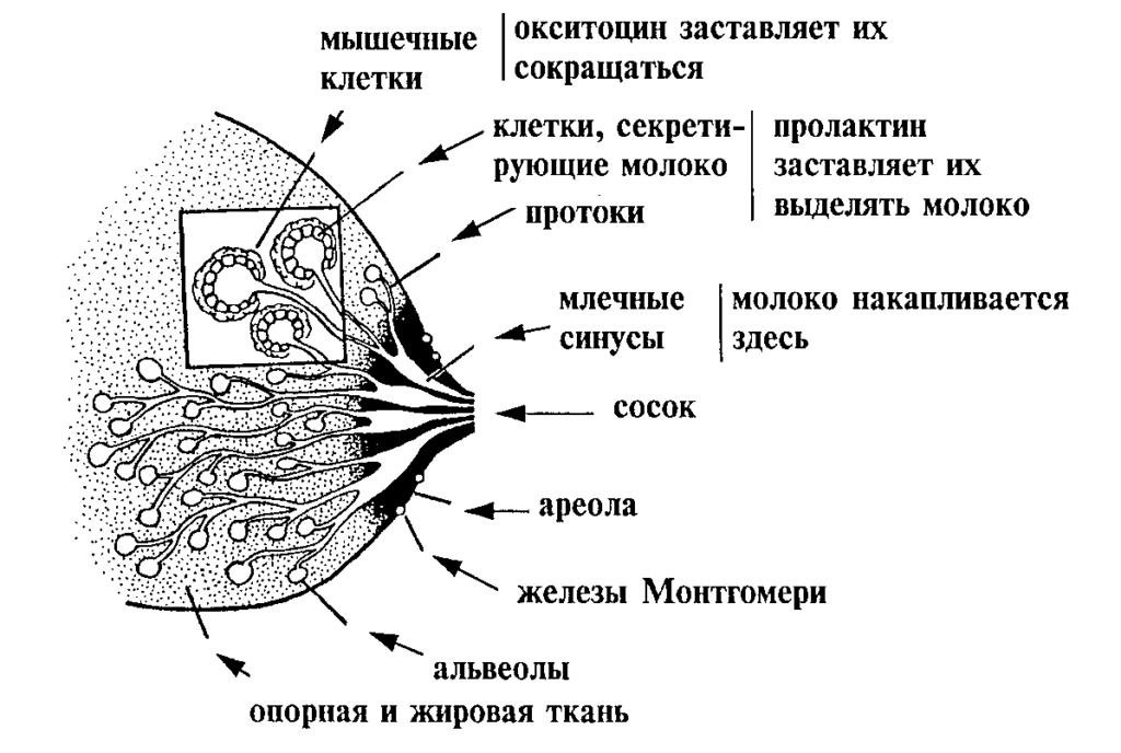 Оргазм У Женщин Физиология