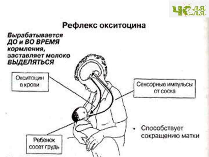 Пролактин молочные железы. Рефлекс пролактина и окситоцина. Рефлекс окситоцина грудное вскармливание. Выработка окситоцина и пролактина. Регуляция лактации окситоцин и пролактин.