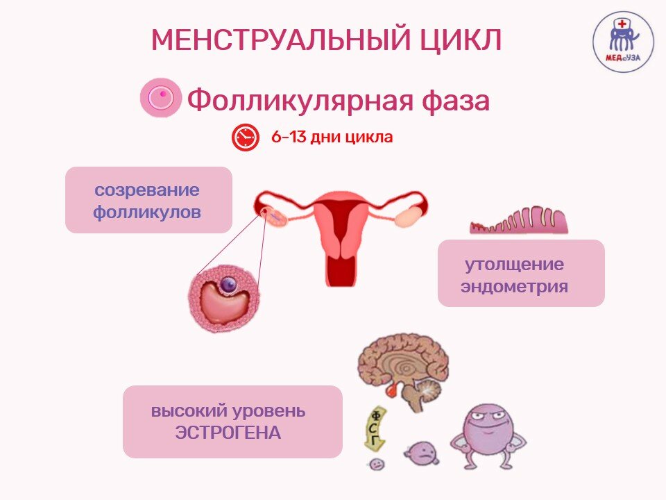 Норма менструации: правильные показатели и нарушения