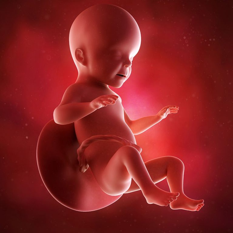 26 неделя беременности: признаки и ощущения женщины, симптомы, развитие плода