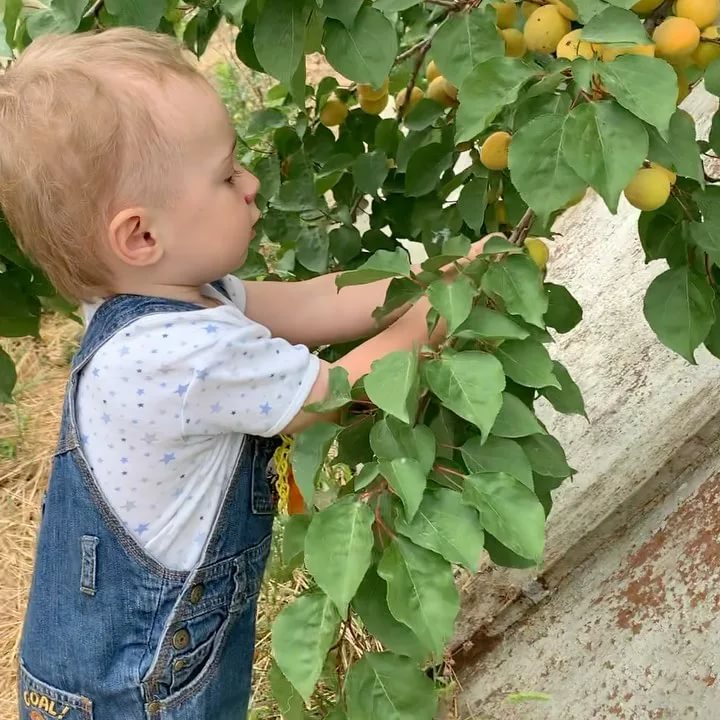 В каком возрасте можно давать детям абрикосы