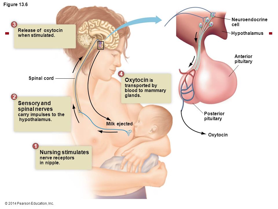 Лактаций жир. Окситоцин гормон механизм действия. Гормоны в родах. Гормоны влияющие на роды.