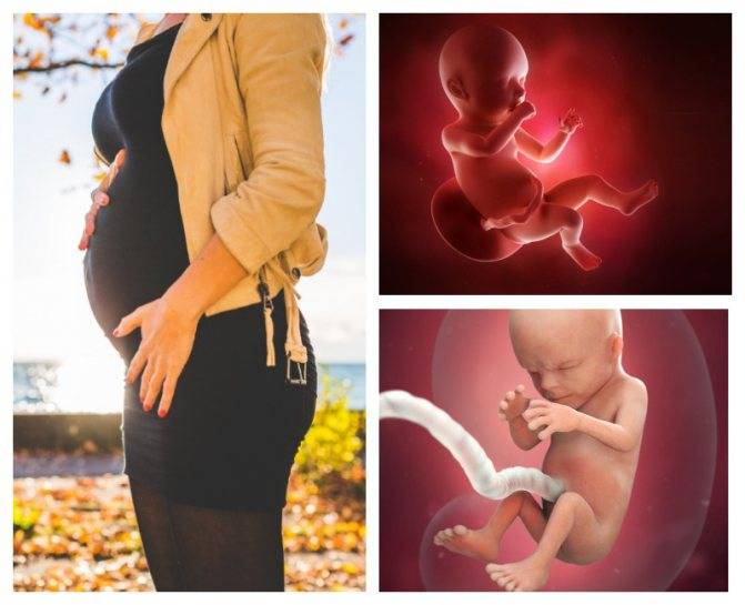 Девятая неделя беременности: как развивается малыш в этот период и как должна вести себя будущая мать