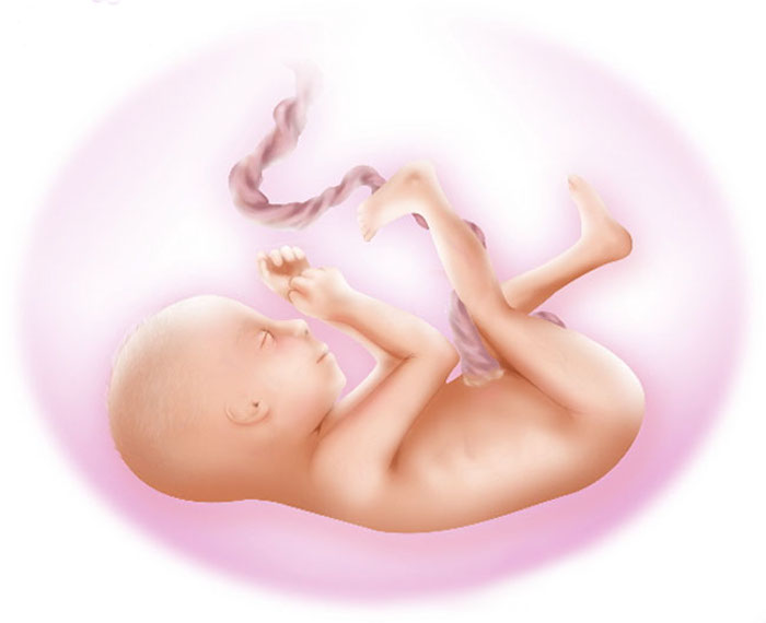 24 неделя беременности: признаки и ощущения женщины, симптомы, развитие плода