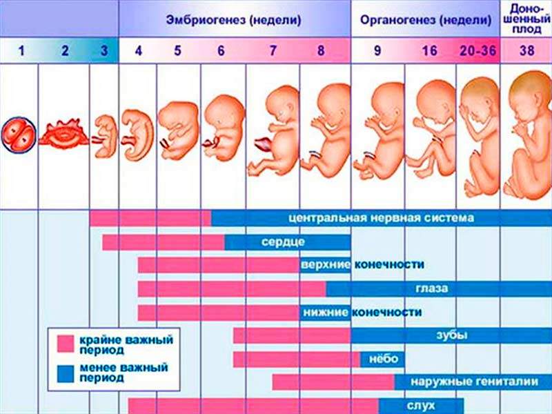 Вторая беременность: физиологические и психологические отличия. как подготовить первого ребёнка к рождению второго? - автор екатерина данилова - журнал женское мнение