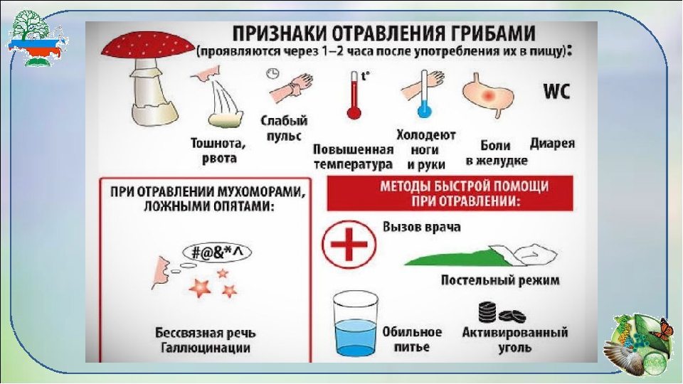Отравление весенними грибами: строчками и сморчками - новости - управление роспотребнадзора по московской области