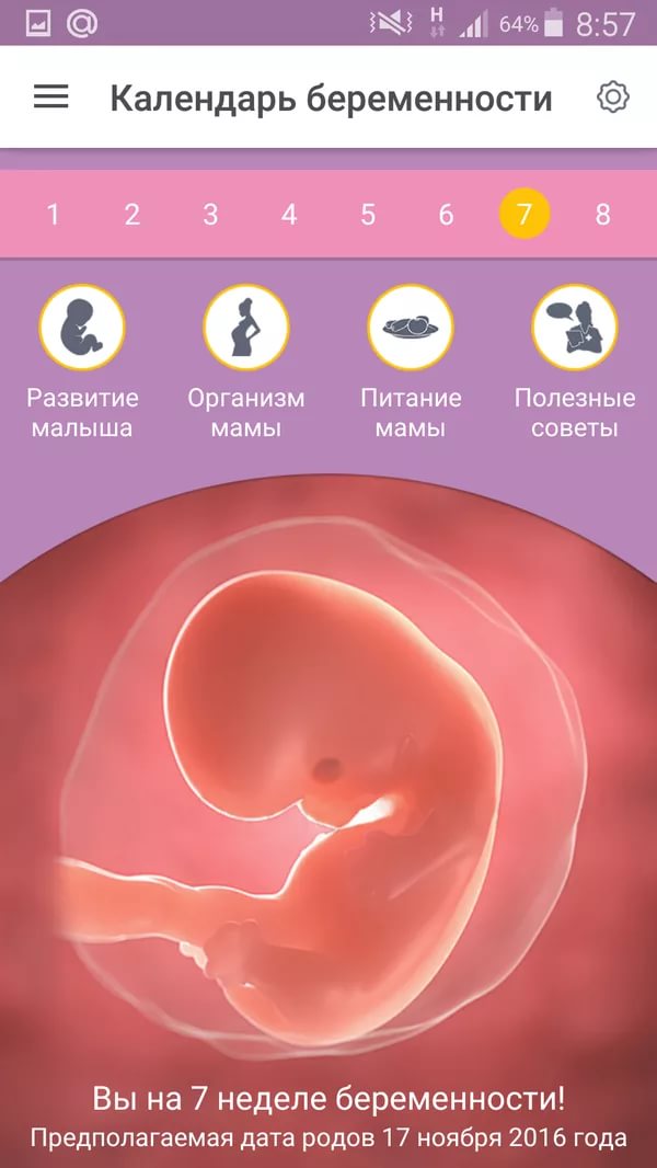Матка 6 7 недель. Календарь беременности. Беременность по неделям. Беременность 8-10 недель размер.