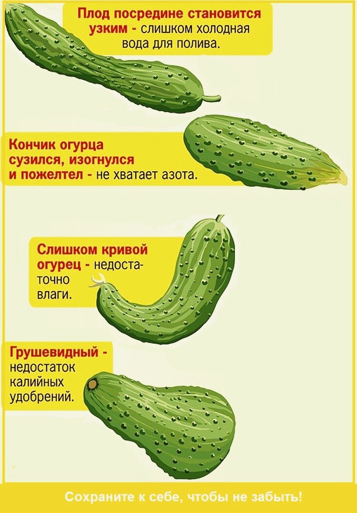 Нехватка микроэлементов у огурцов по плодам фото