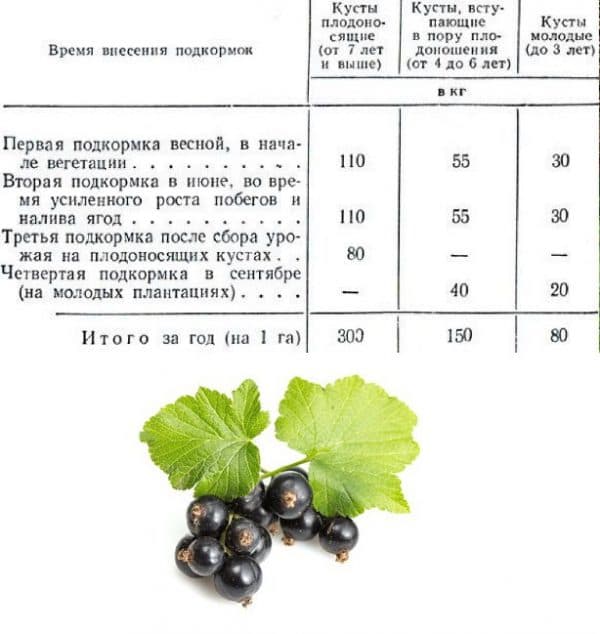 Крыжовник - польза и вред для здоровья человека, лечебные свойства ягод