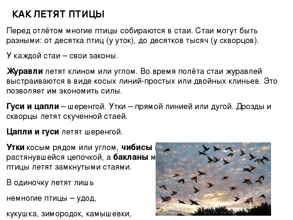 Залились жаворонки в небе и пролетели с веселым гоготаньем журавли и гуси схема