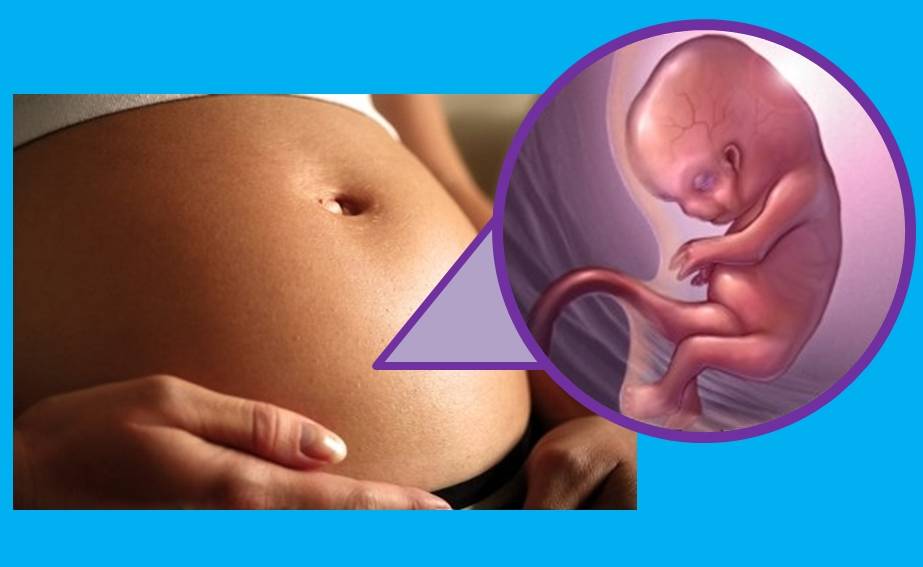 9 неделя беременности: что происходит симптомы развитие плода