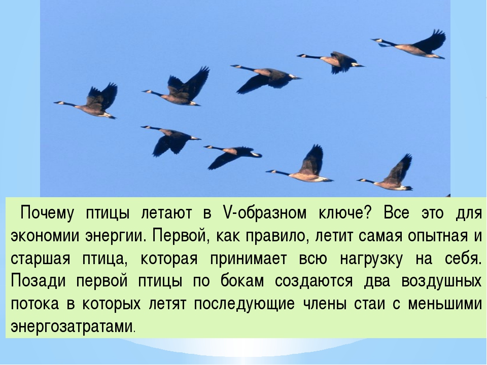 Найдите предложение соответствующее схеме гуси высоко летят