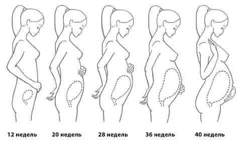 Откуда и когда начинает расти живот при первой, второй и третьей беременности одним ребенком или двойней?