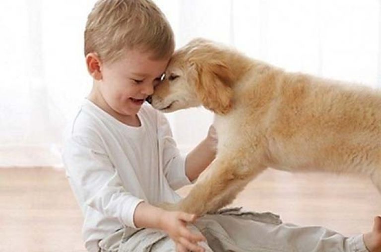 Как устранить агрессию собаки к детям