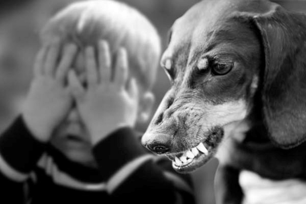 10 собачьих фобий и страхов: причины страха у собак